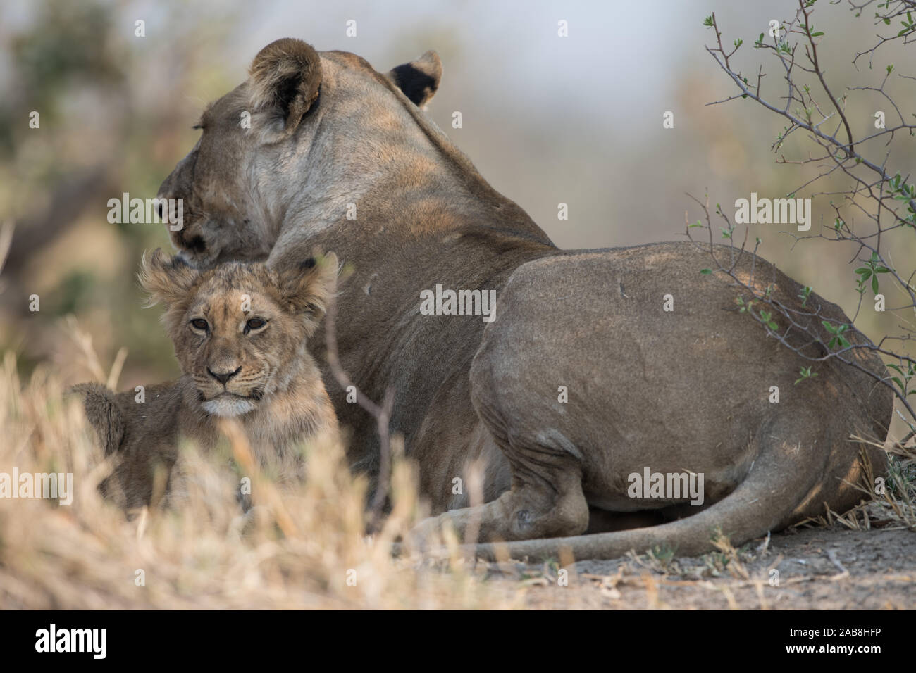 Lioness (panthera leo)with cubs in Savuti, Chobe NP, Botswana Stock Photo