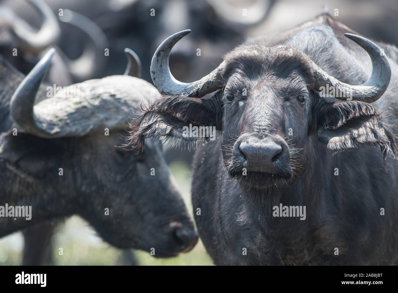 A herd of buffalo in Moremi NP (Khwai), Botswana Stock Photo - Alamy