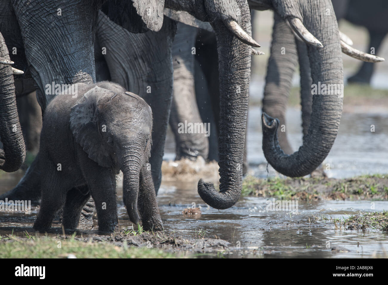 Elephant breeding herd in Moremi NP (Khwai river), Botswana Stock Photo