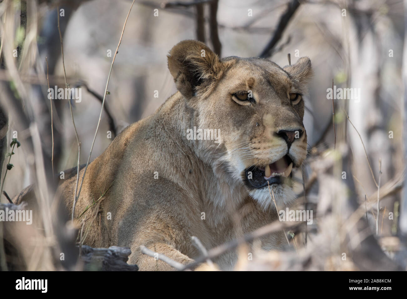Lioness (panthera leo) on hunt in Moremi NP (Khwai area), Botswana Stock Photo