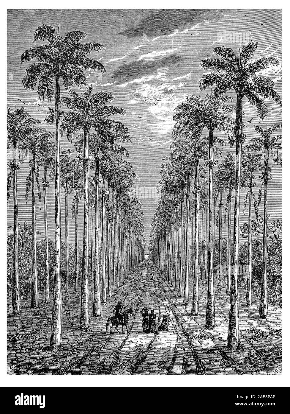 Cuba, ''Avenue de palmiers devant una habitation de Cuba'' (drawing, 1860, by E de Bérard, from ''Le tour du monde''. ). Stock Photo