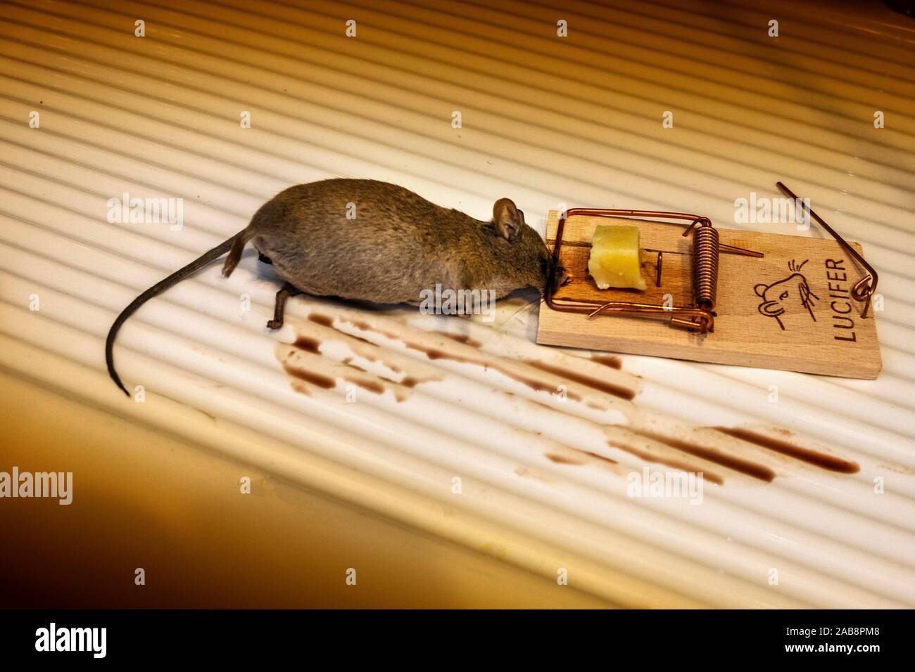 Mouse caught in mousetrap Stock Photo