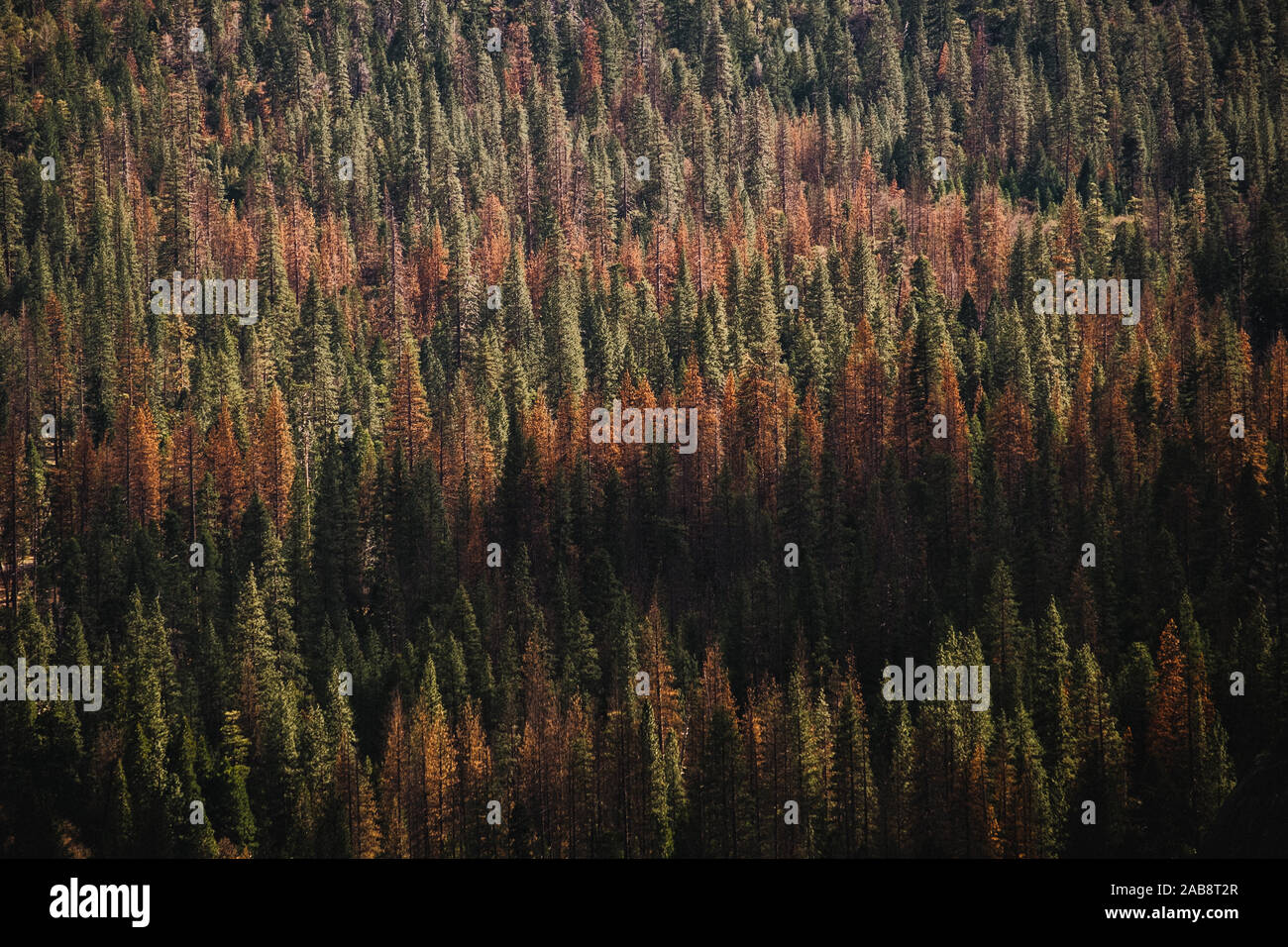 Trees in Yosemite National Park Stock Photo