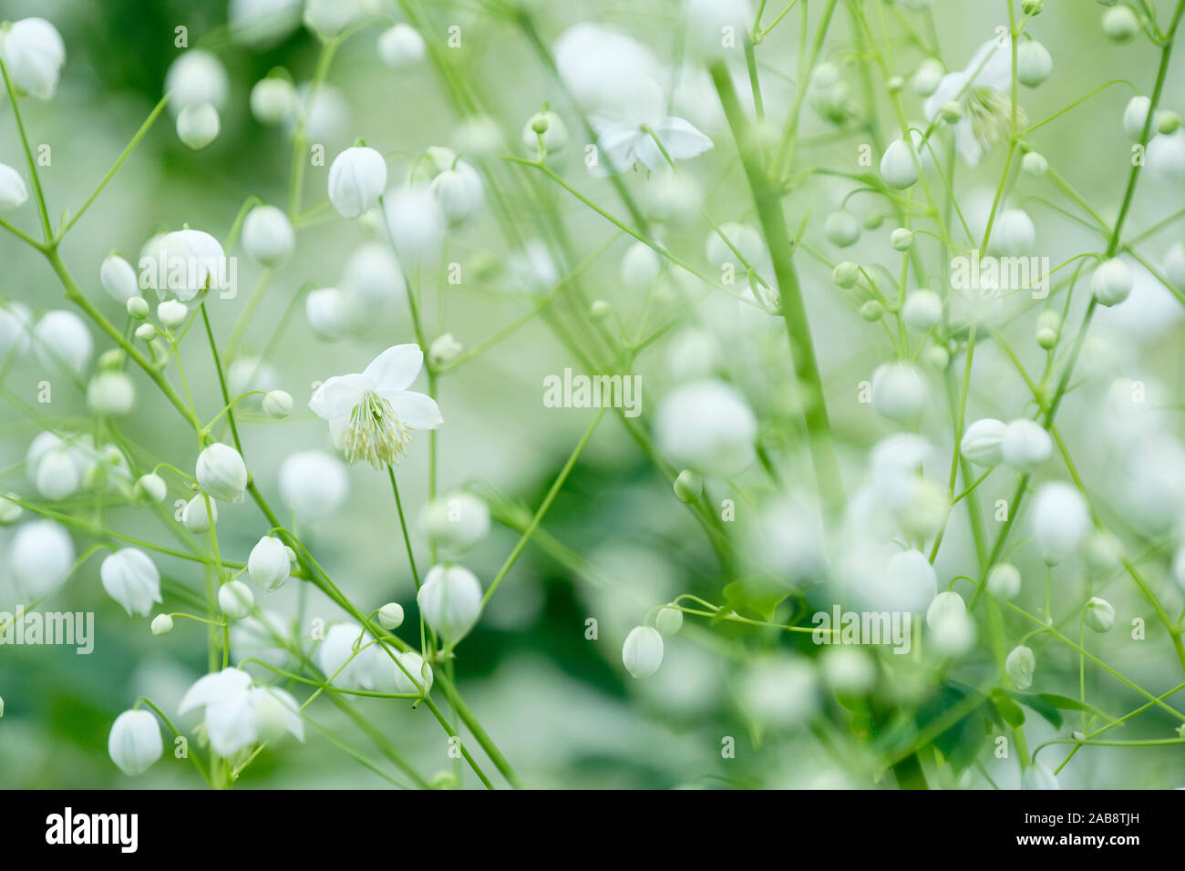 Close up of small white flowers of Thalictrum 'Splendide White' also known as Thalictrum 'Splendide Album', Chinese Meadow rue Stock Photo
