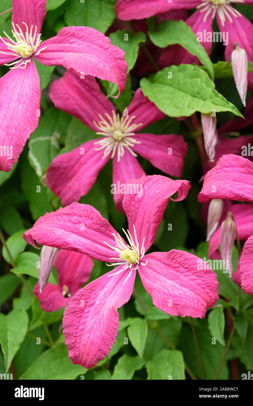 Close up rich pink flowers of the viticella clematis, Clematis ‘Madame Julia Correvon' in summer Stock Photo