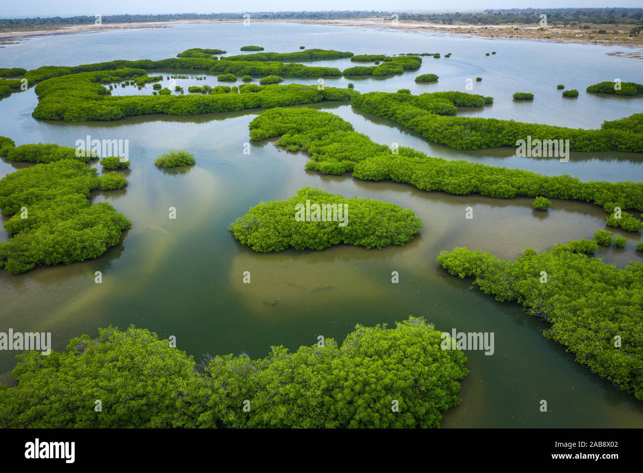 Senegal Mangroves. Aerial view of mangrove forest in the Saloum Delta