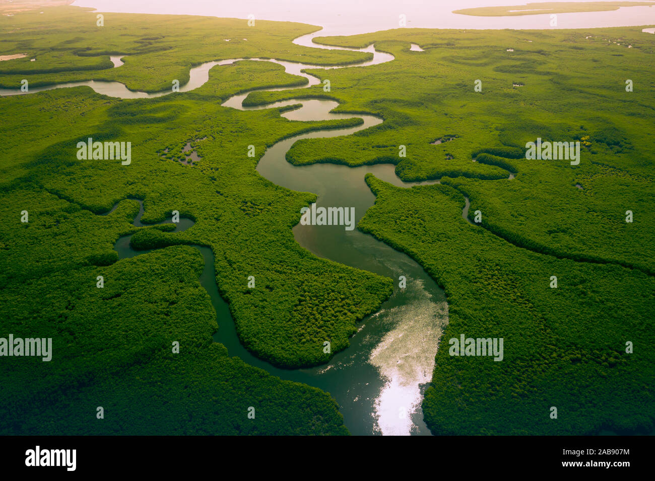 Gambia Mangroves. Aerial view of mangrove forest in Gambia. Photo made