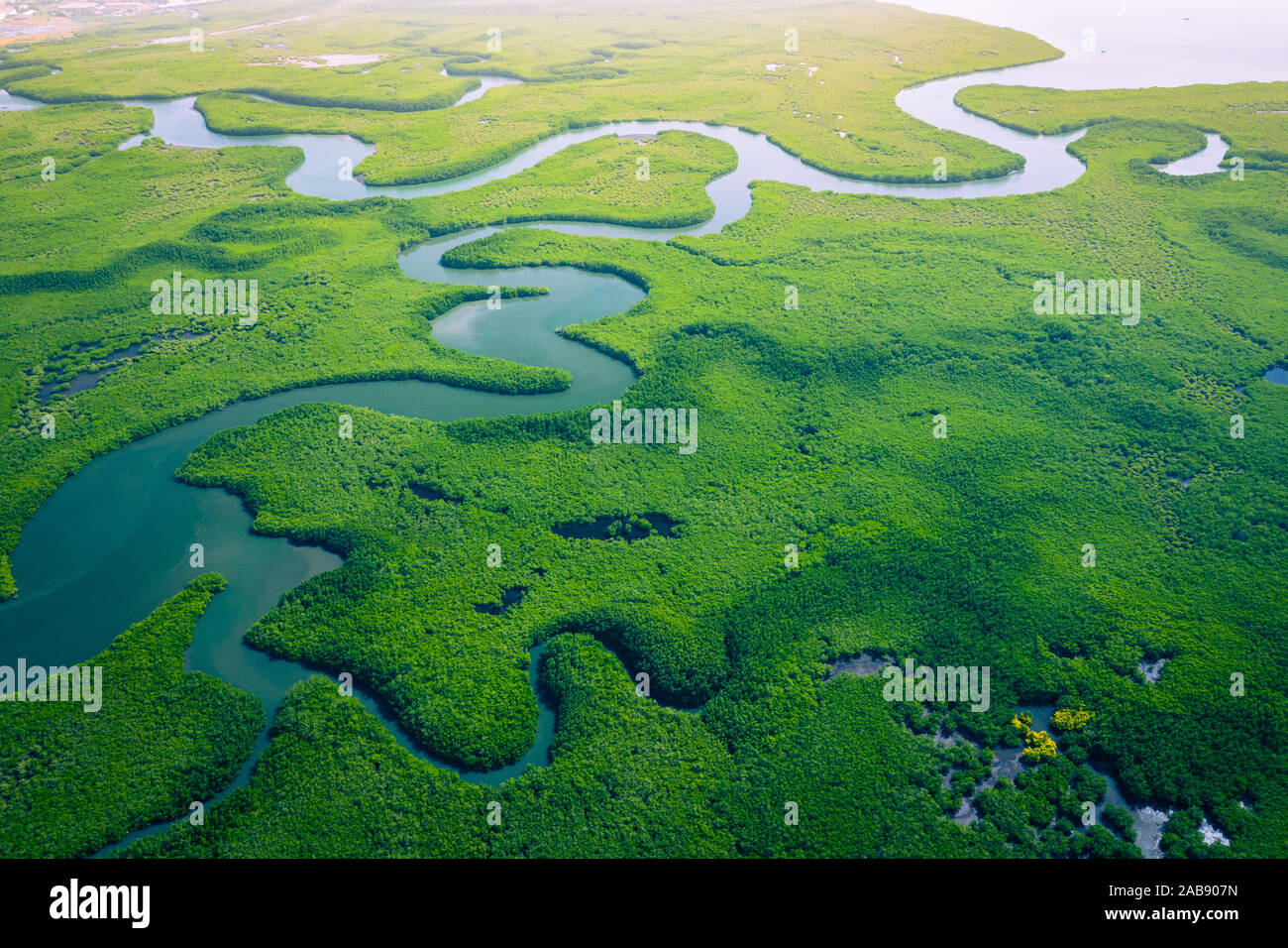 Gambia Mangroves. Aerial view of mangrove forest in Gambia. Photo made by drone from above. Africa Natural Landscape. - Stock Image