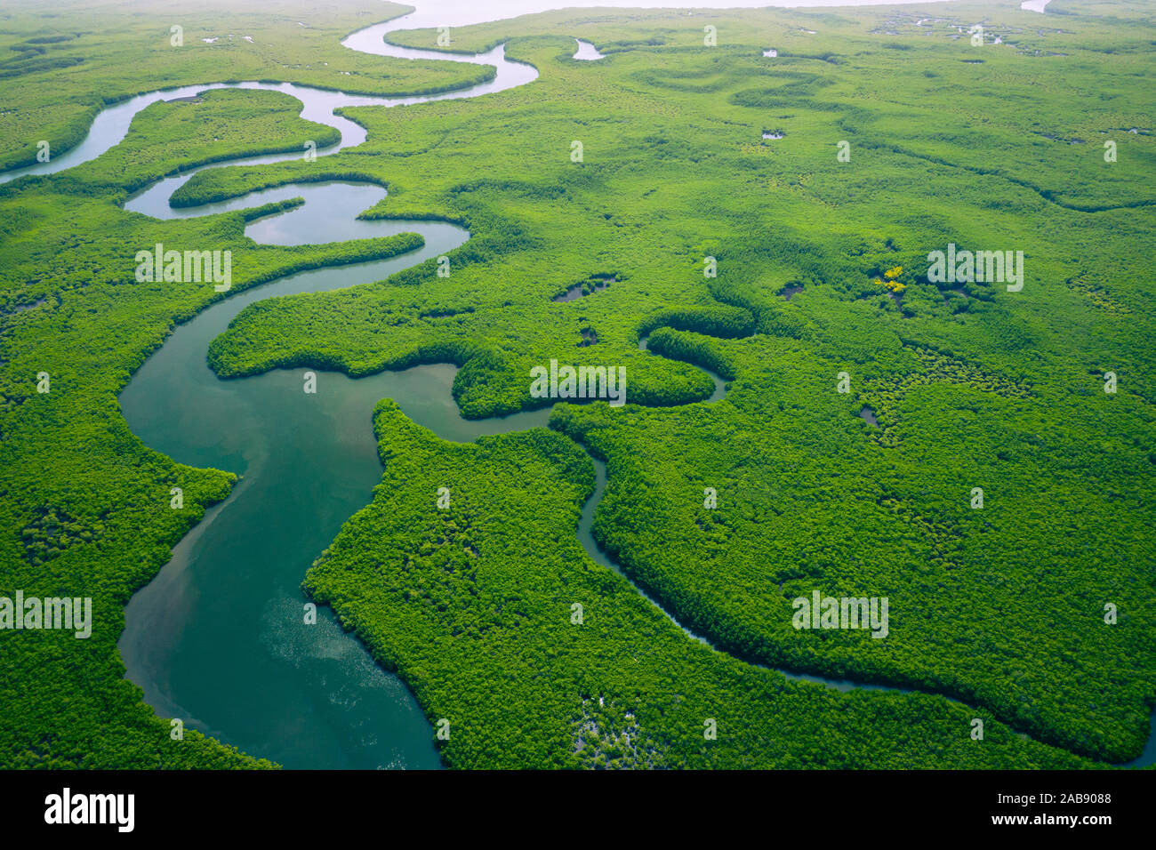 Gambia Mangroves. Aerial view of mangrove forest in Gambia. Photo made by drone from above. Africa Natural Landscape. - Stock Image