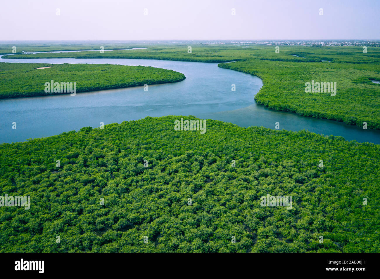 Gambia Mangroves. Aerial view of mangrove forest in Gambia. Photo made