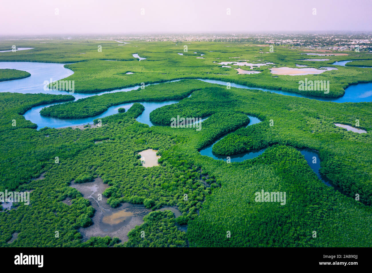 Gambia Mangroves. Aerial view of mangrove forest in Gambia. Photo made