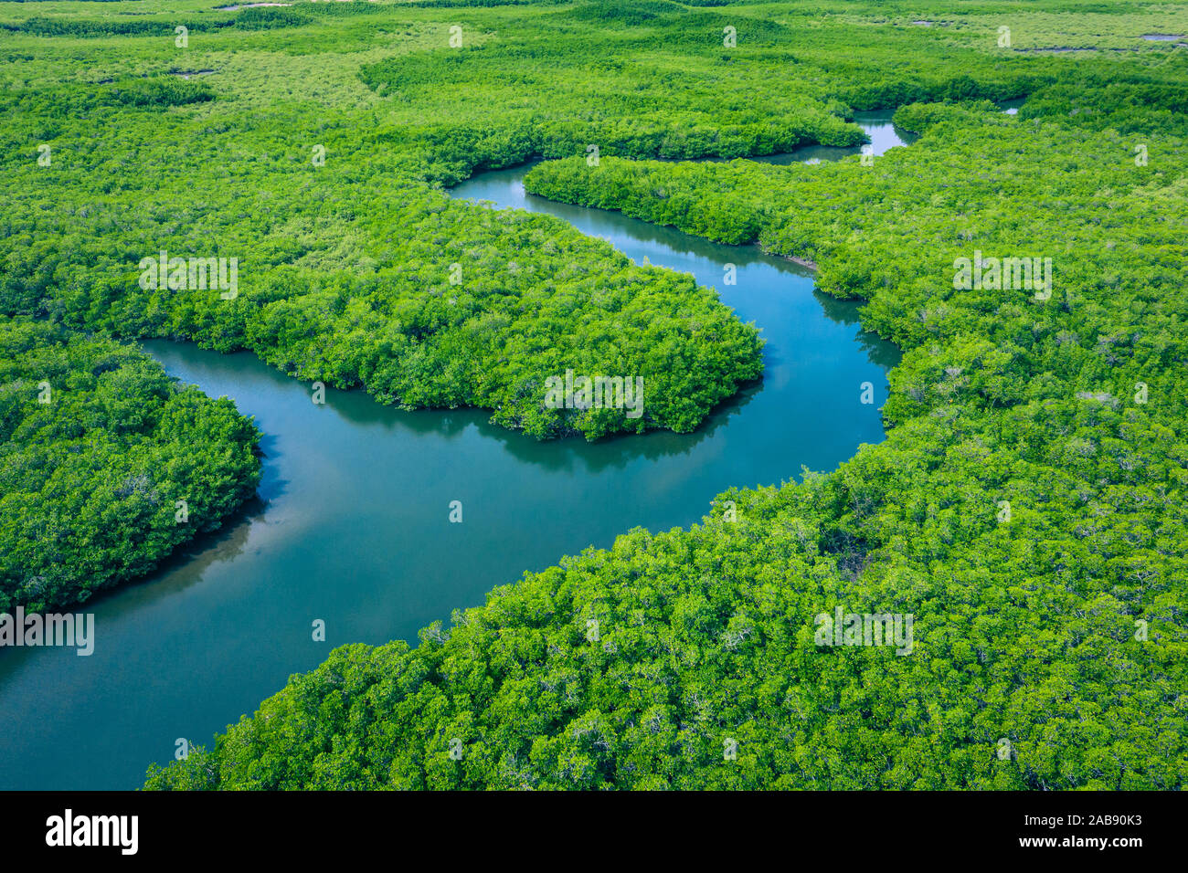 Gambia Mangroves. Aerial view of mangrove forest in Gambia. Photo made by drone from above. Africa Natural Landscape. - Stock Image