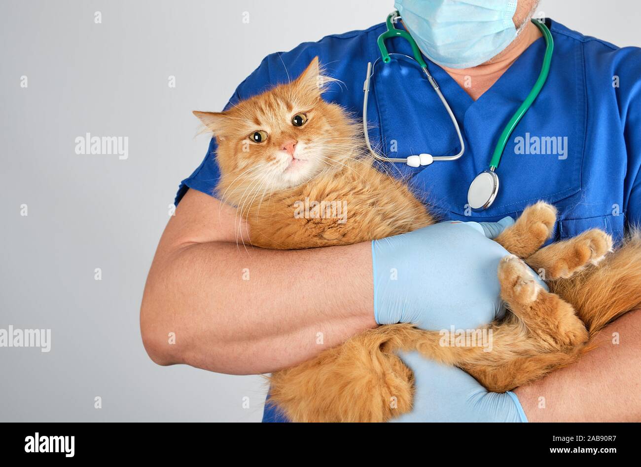 veterinarian doctor in blue uniform holding fluffy red cat in hands on