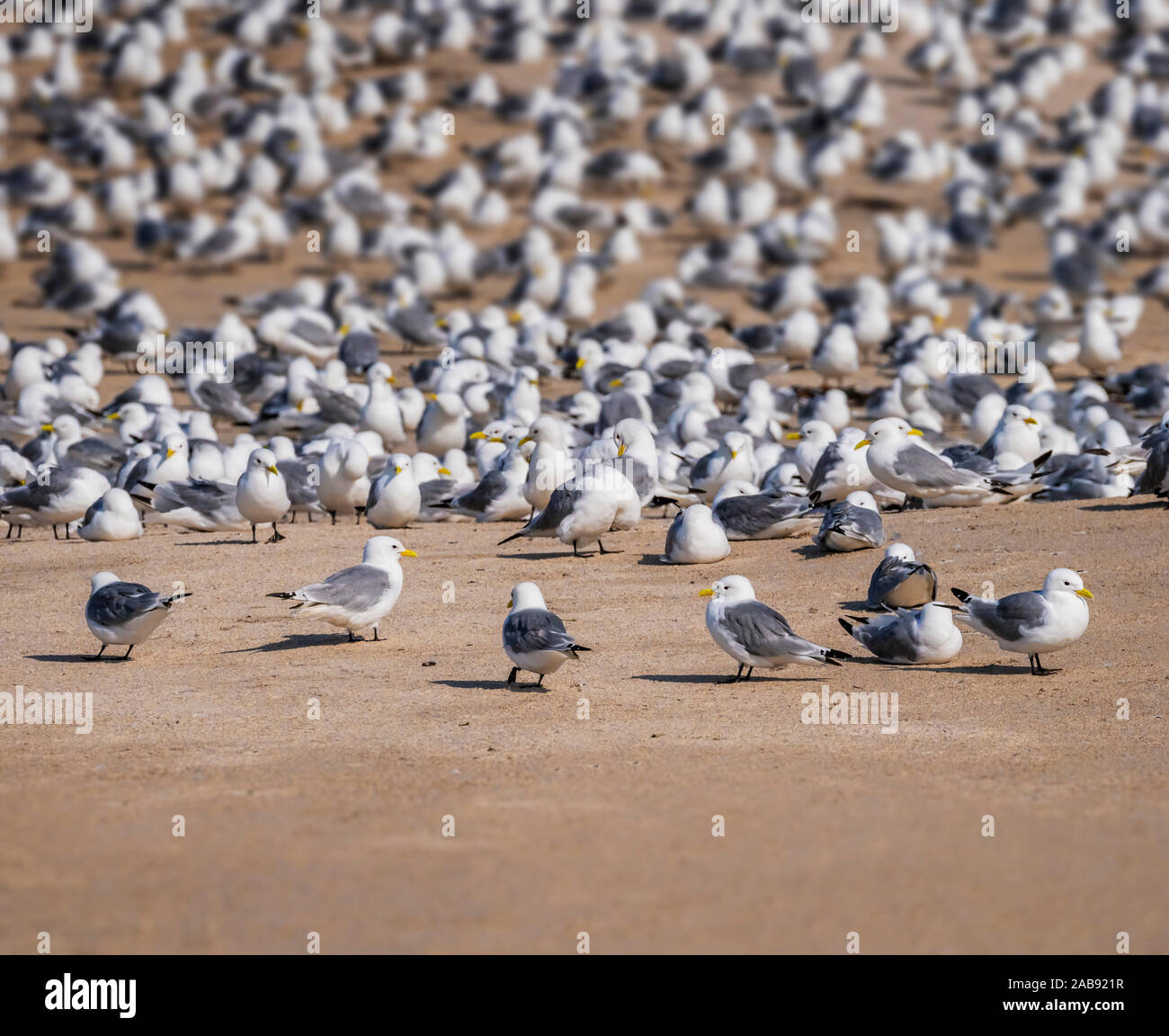 Flock of Seagulls, Iceland Stock Photo