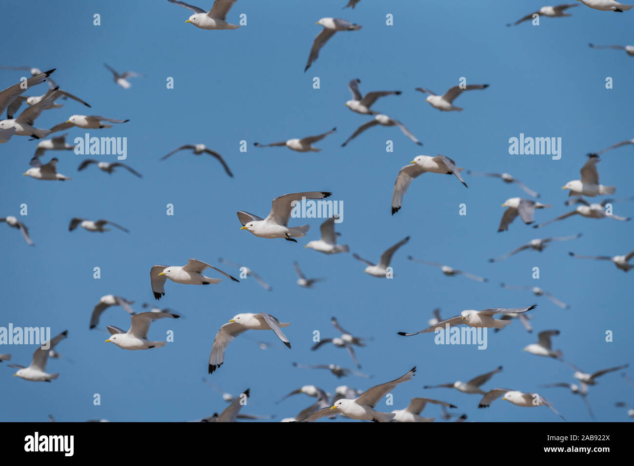 Flock of Seagulls, Iceland Stock Photo