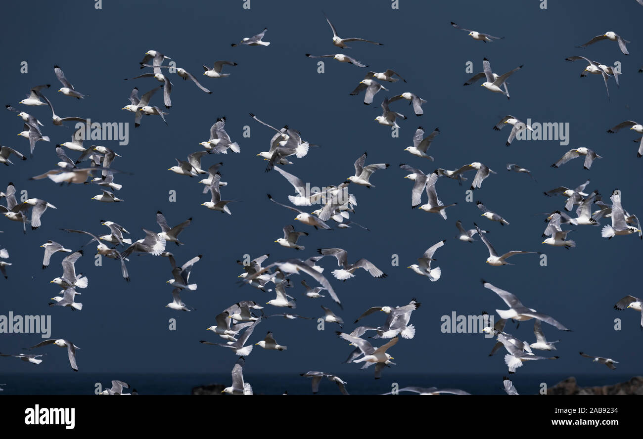 Flock of Seagulls, Iceland Stock Photo