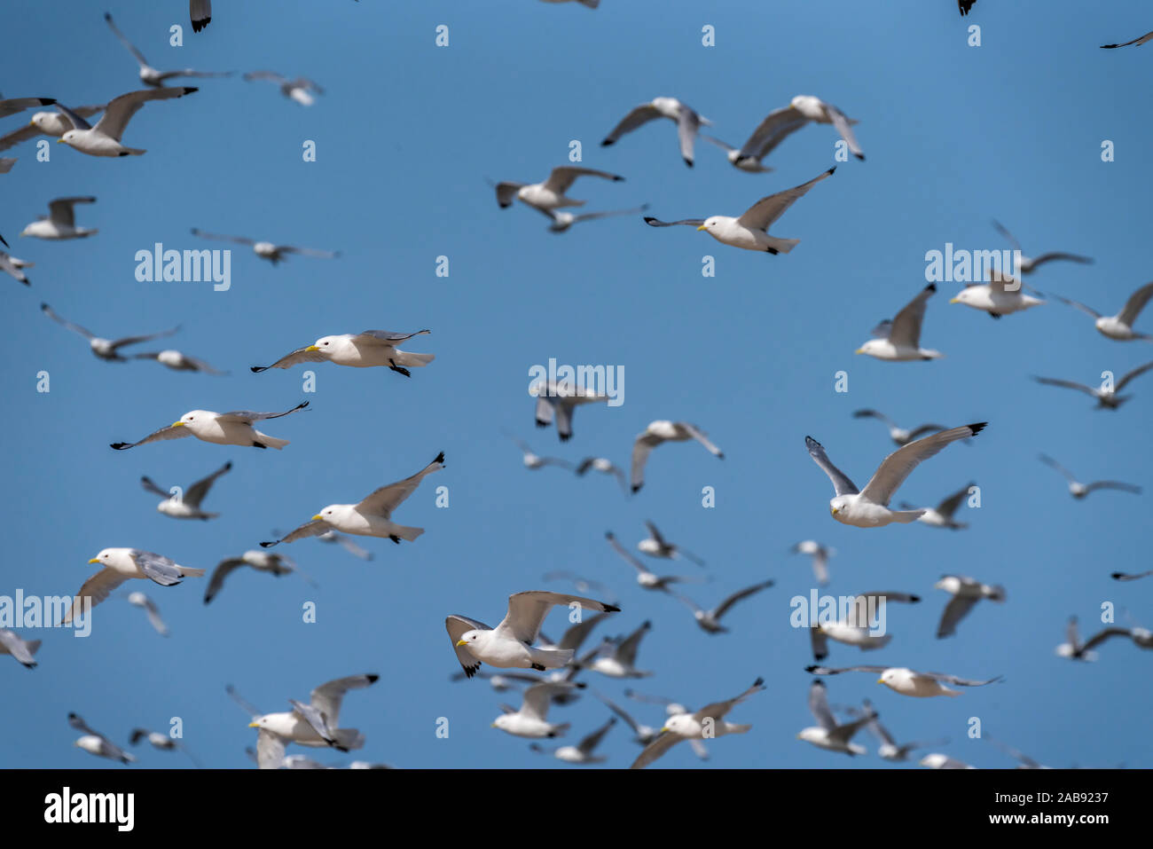 Flock of Seagulls, Iceland Stock Photo