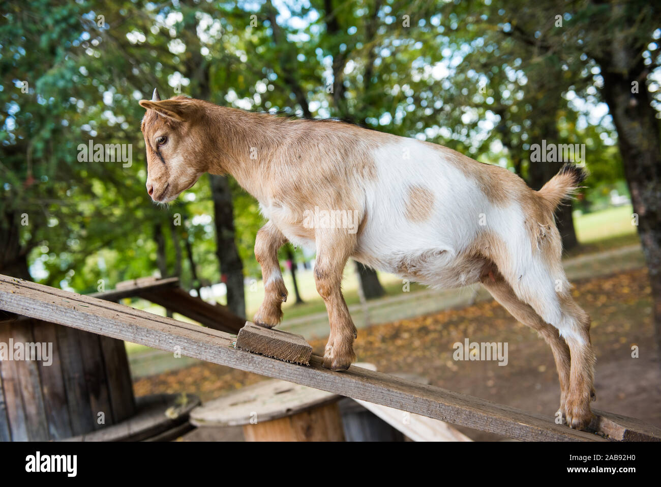 Funny brown goat is trying to walk up on wooden boards Stock Photo
