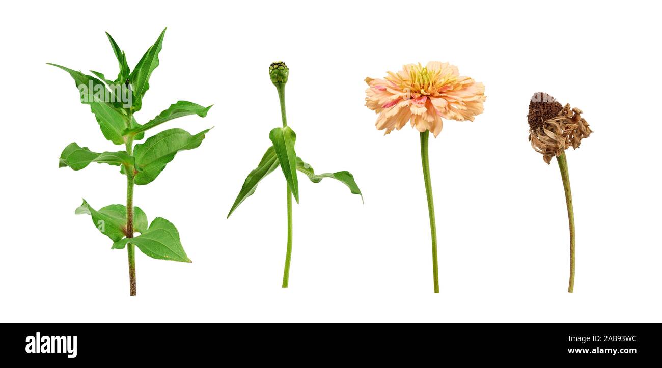 zinnia flower stalk with green leaves, flowering and wilted bud ...
