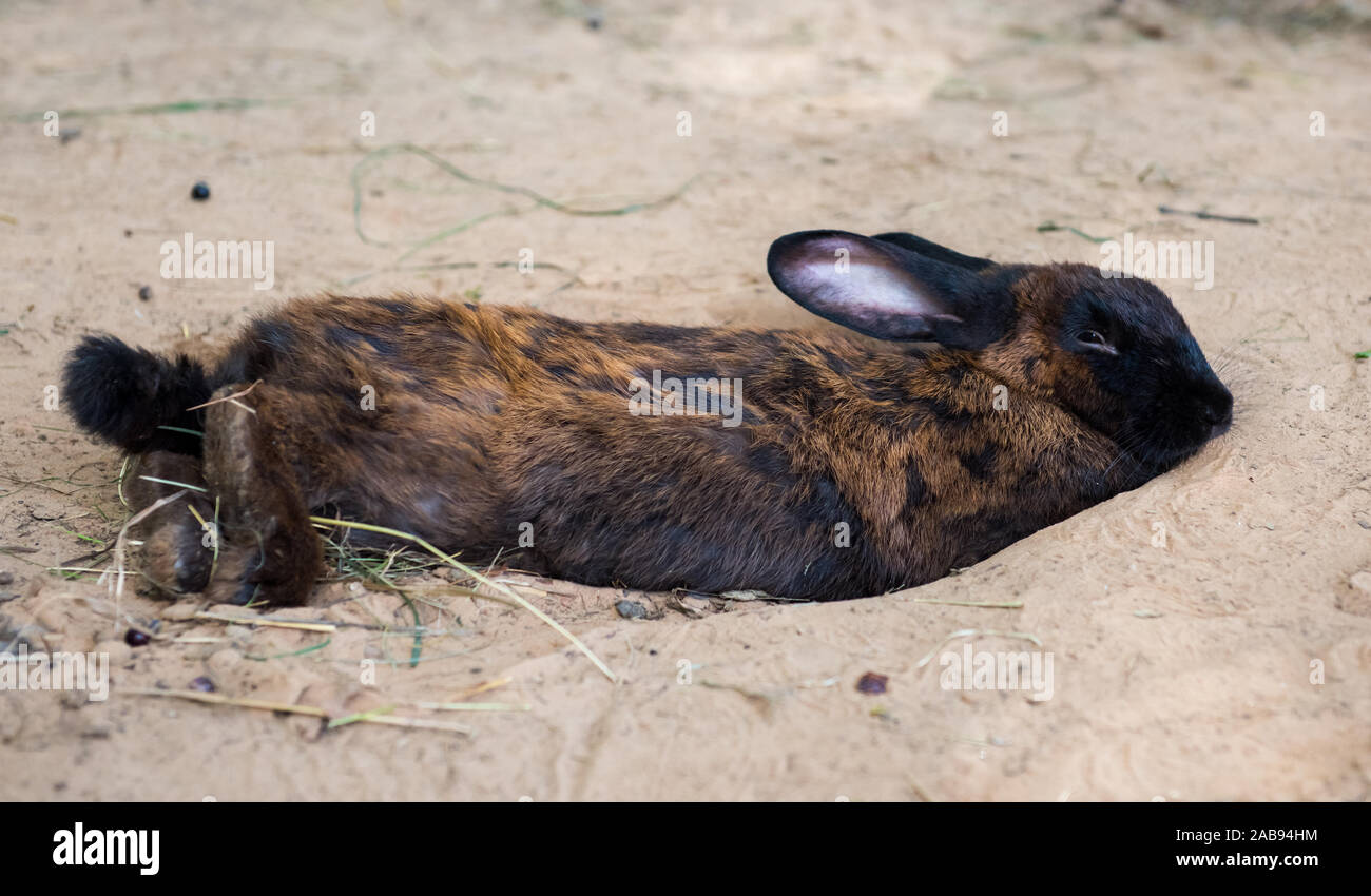 Cute black dwarf rabbit digging hole in the ground Stock Photo Alamy