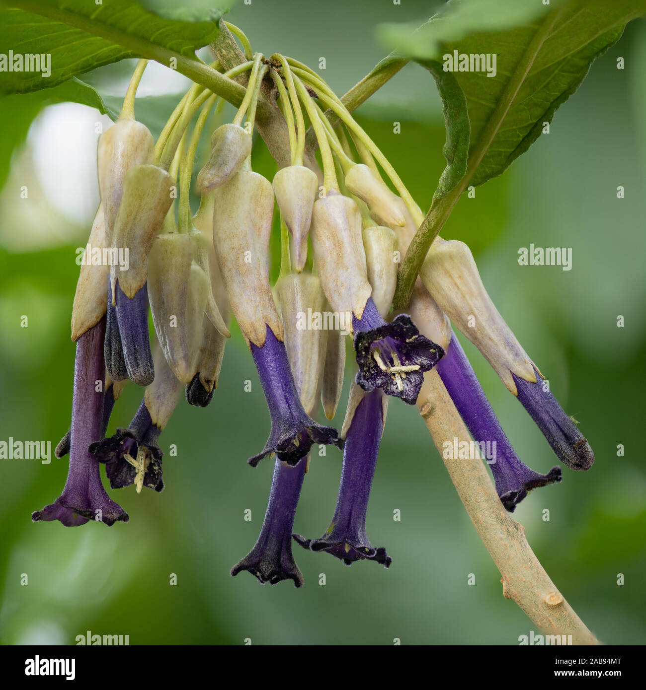 Lochroma calycina is a medium, evergreen shrub that flowers in Spring, Summer and Autumn. It has dark blue tubular flowers in pendular clusters. Stock Photo
