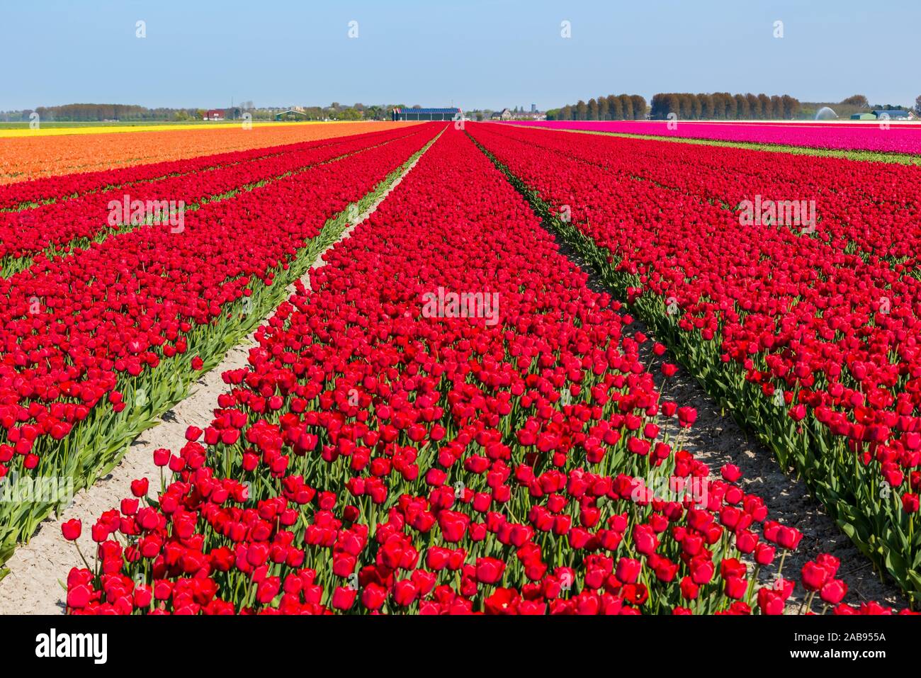 Flowering tulip fields on a sunny day in Holland with mainly red ...