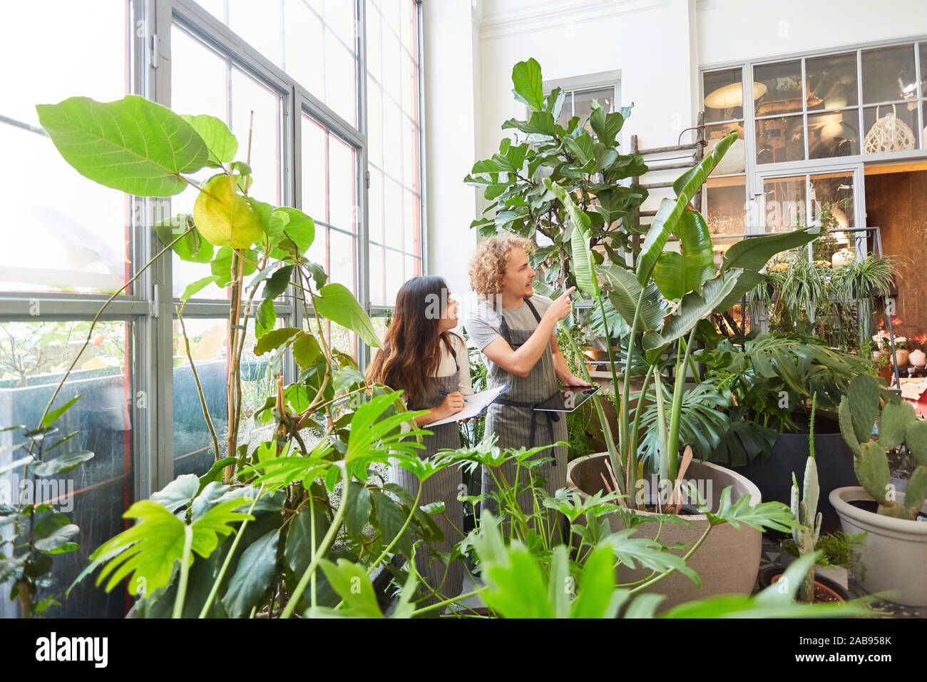 Two gardeners control growth and quality of green plants Stock Photo