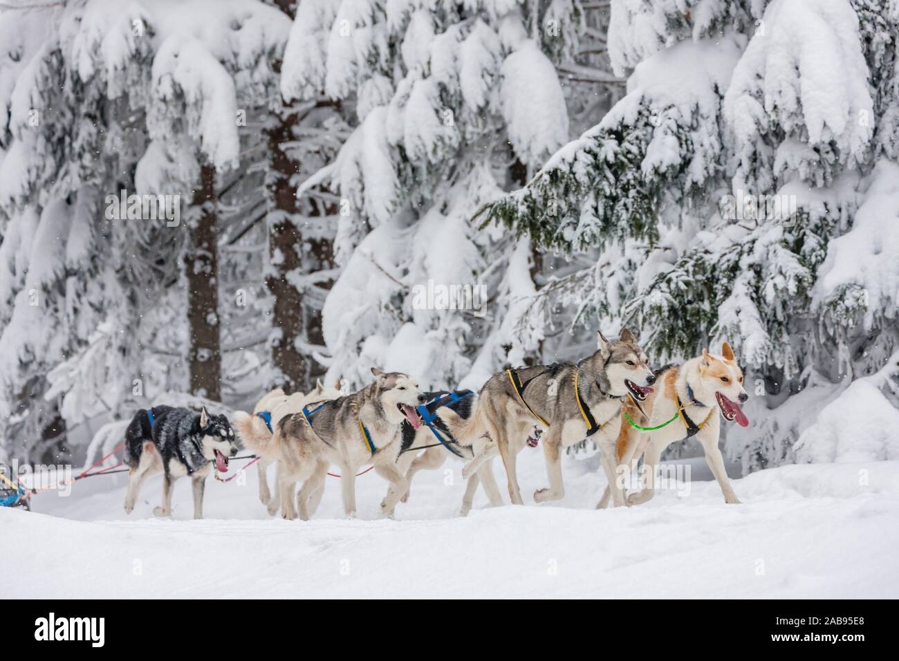 Animal sledge hires stock photography and images Alamy