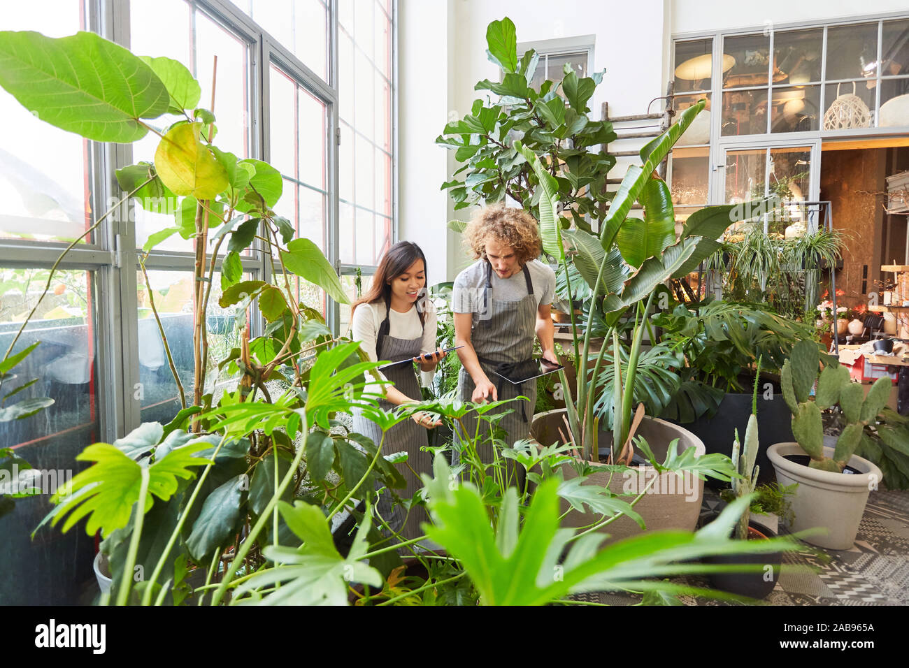 Florist or gardener team in the greenhouse inspects green plants Stock Photo