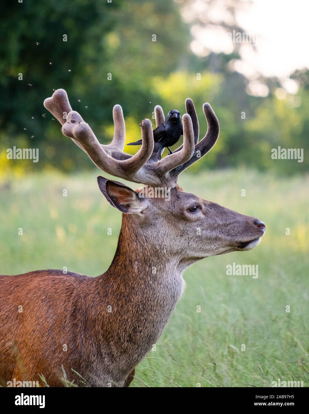 A deer with a black bird perched atop his antlers Stock Photo