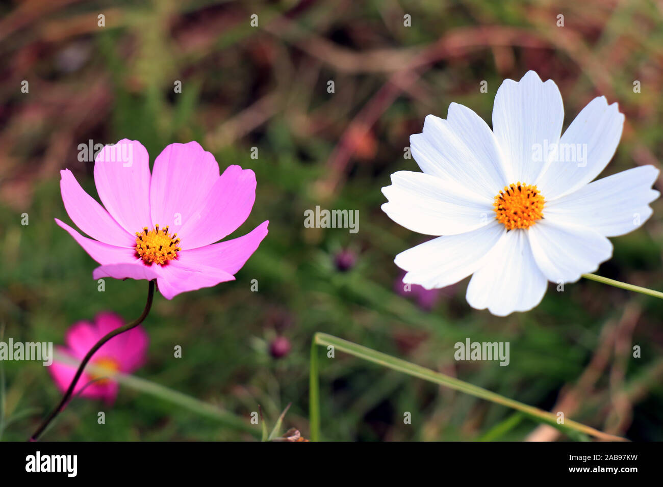 Beautiful purple and white Cosmos flower in the garden. Violet flowers ...