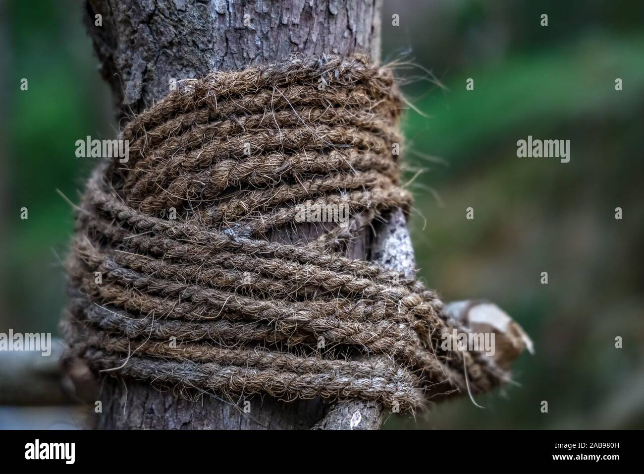 A bundle of jute rope ties bamboo support Stock Photo Alamy