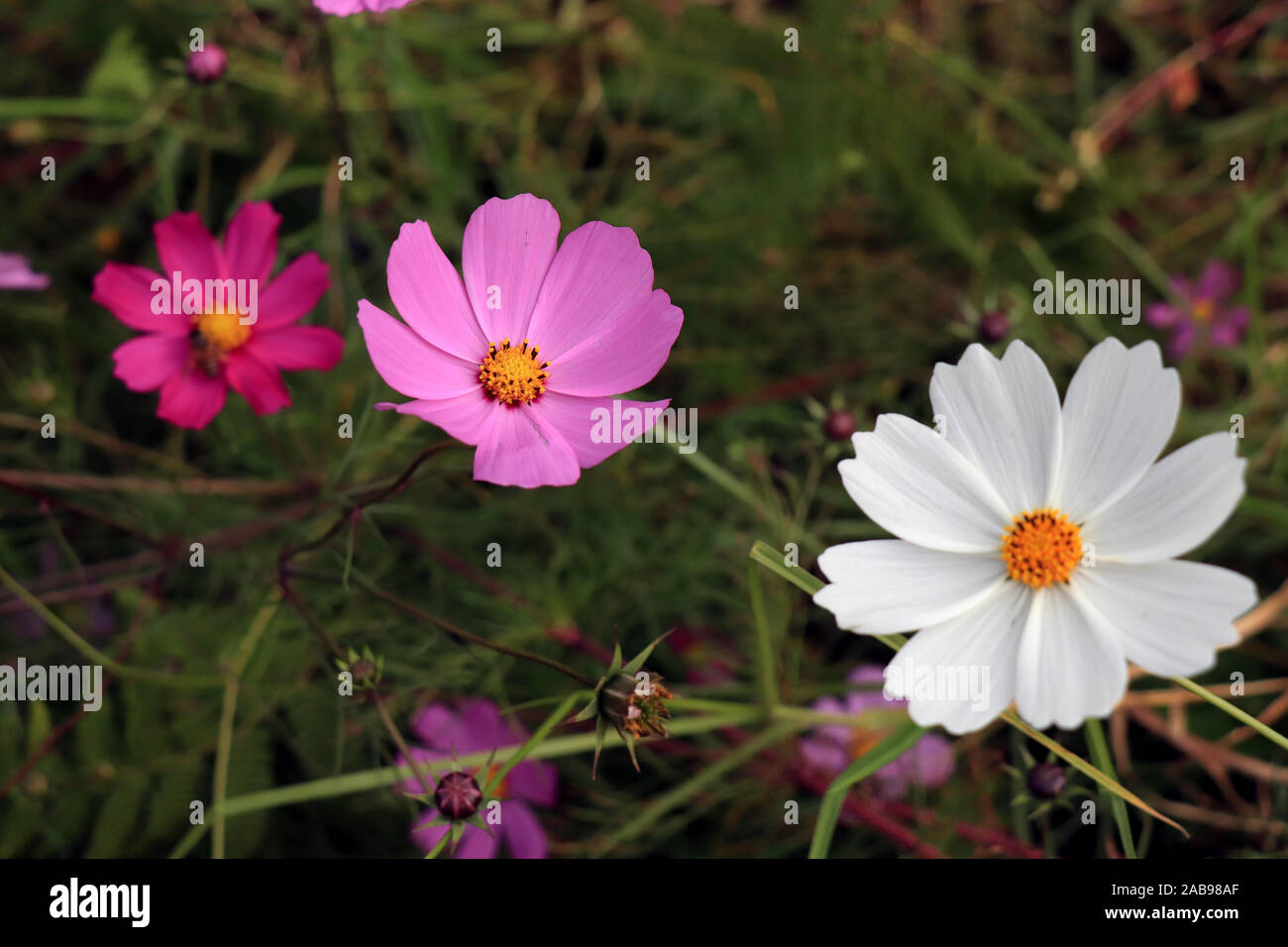 Beautiful purple and white Cosmos flower in the garden. Violet flowers ...