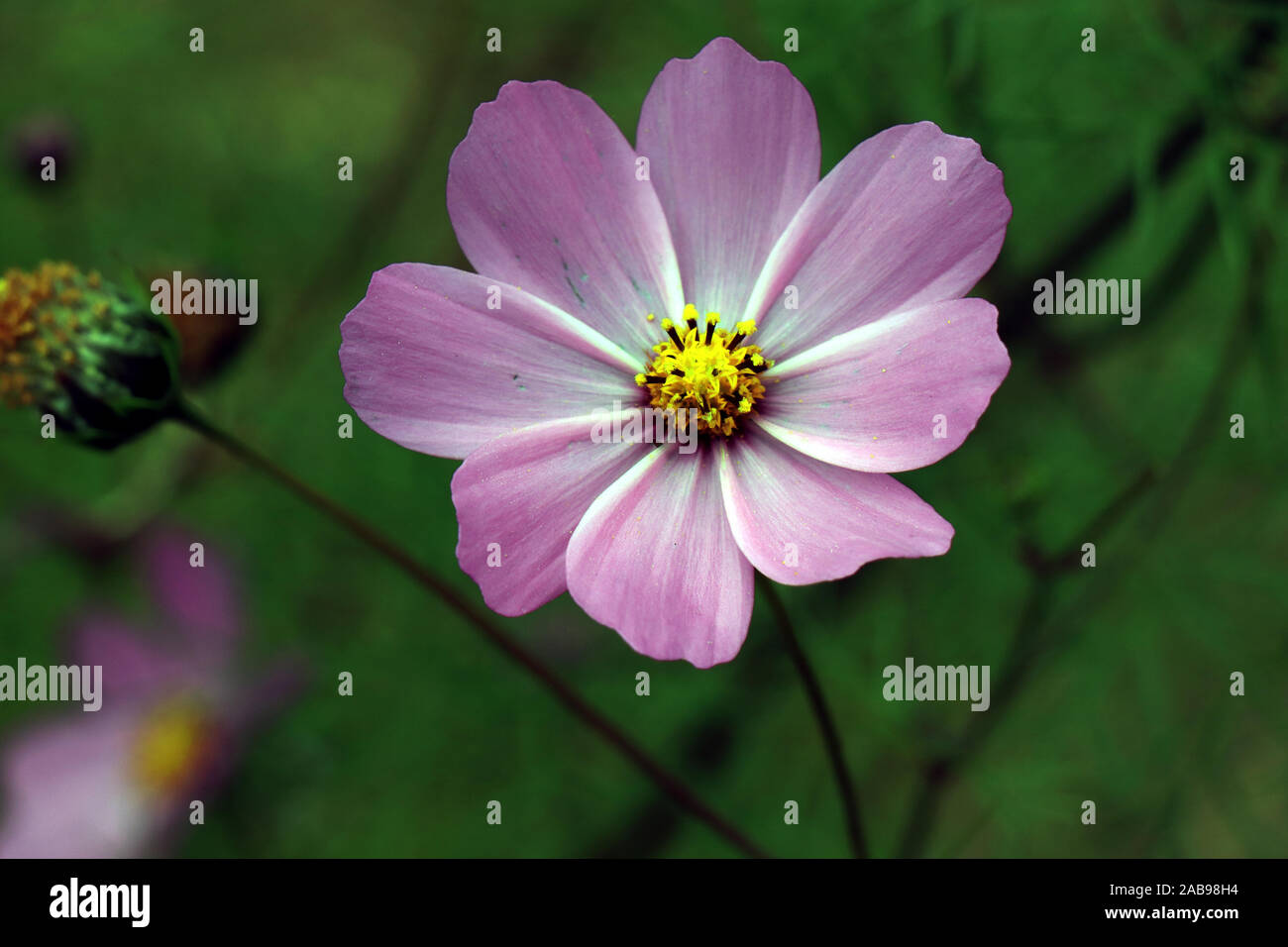 Beautiful purple Cosmos flowers in the garden. Violet flowers pictures ...
