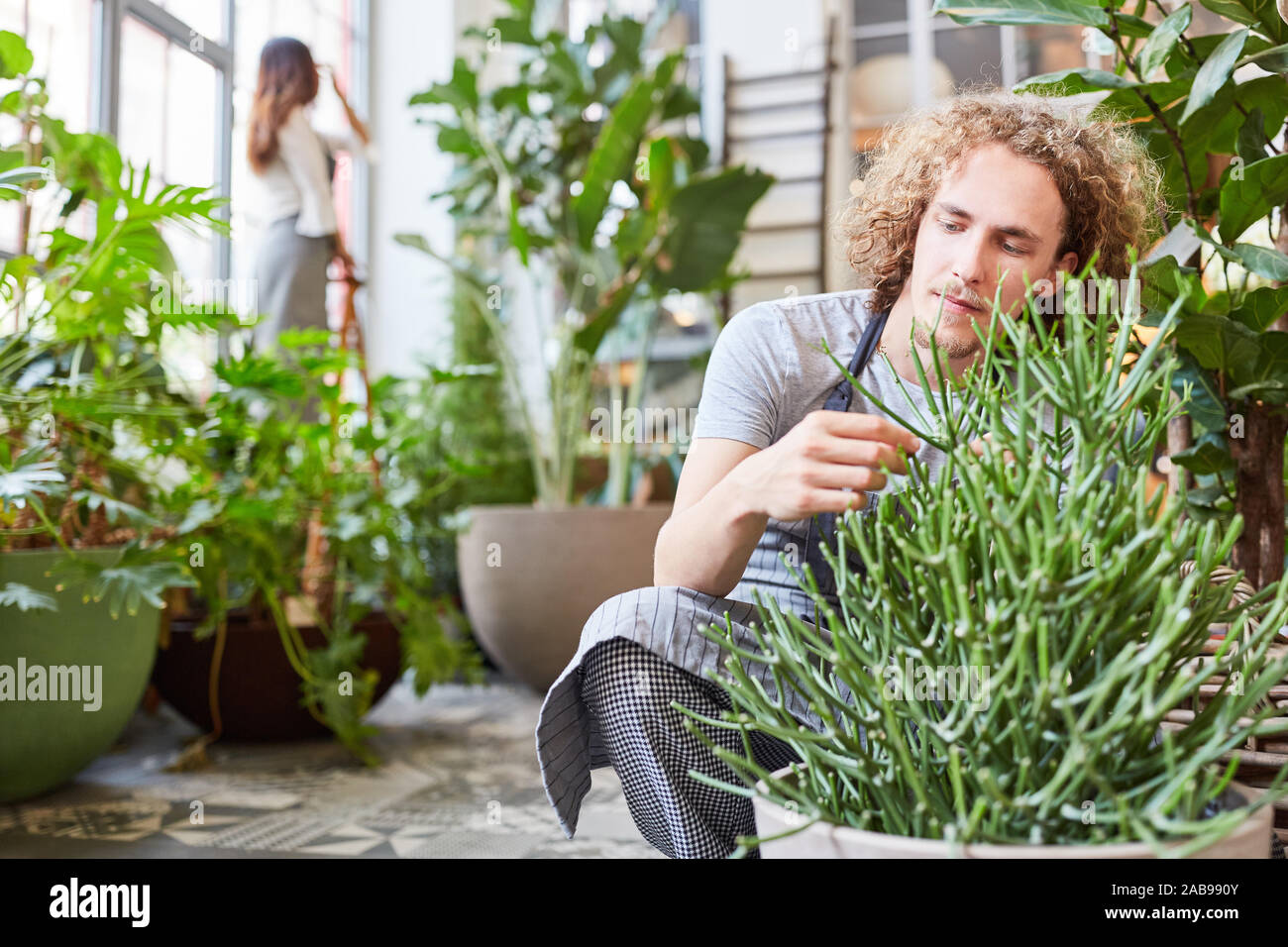 Young florist or gardener trainee taking care of a green plant Stock Photo
