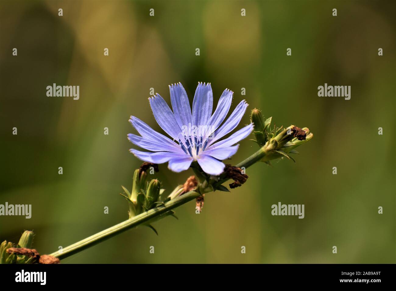 Common Chicory Flower Stock Photo Alamy