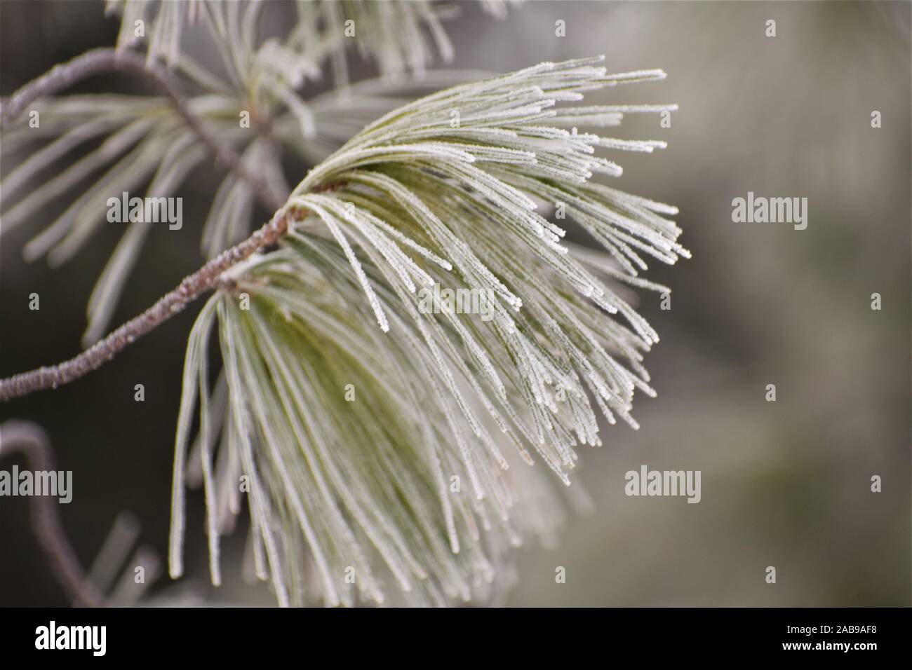 Frosted Pine Needles Stock Photo
