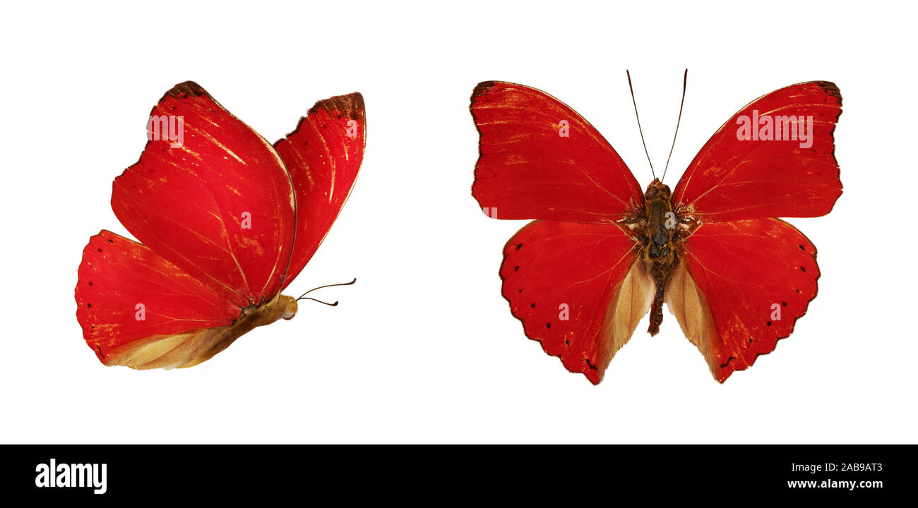 Two beautiful red butterflies Cymothoe excelsa isolated on white background. Butterfly Nymphalidae with spread wings and in flight. Stock Photo