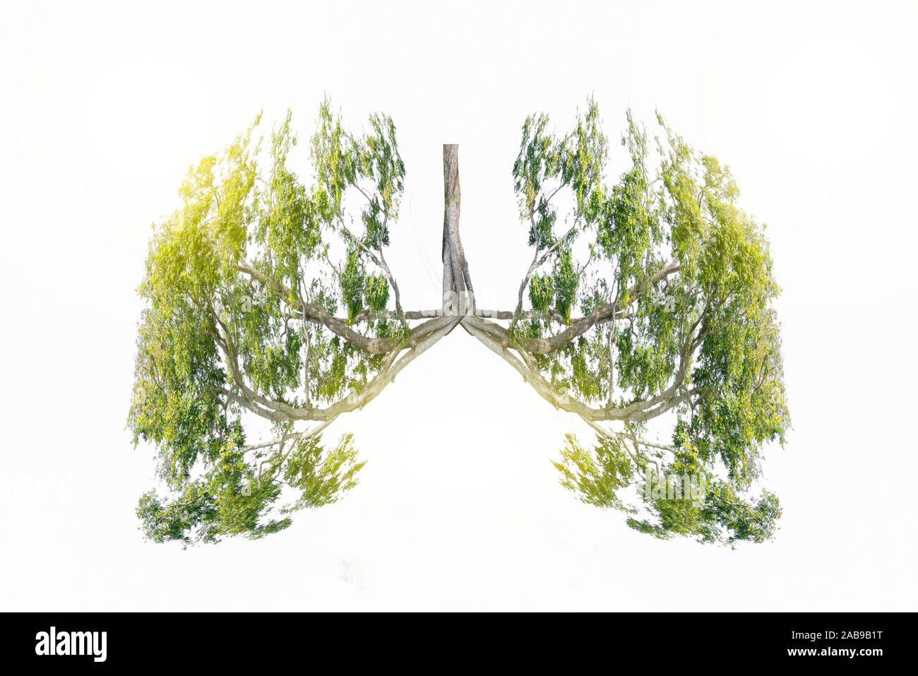 Lung green tree-shaped images, medical concepts, autopsy, 3D display and animals as an element Stock Photo