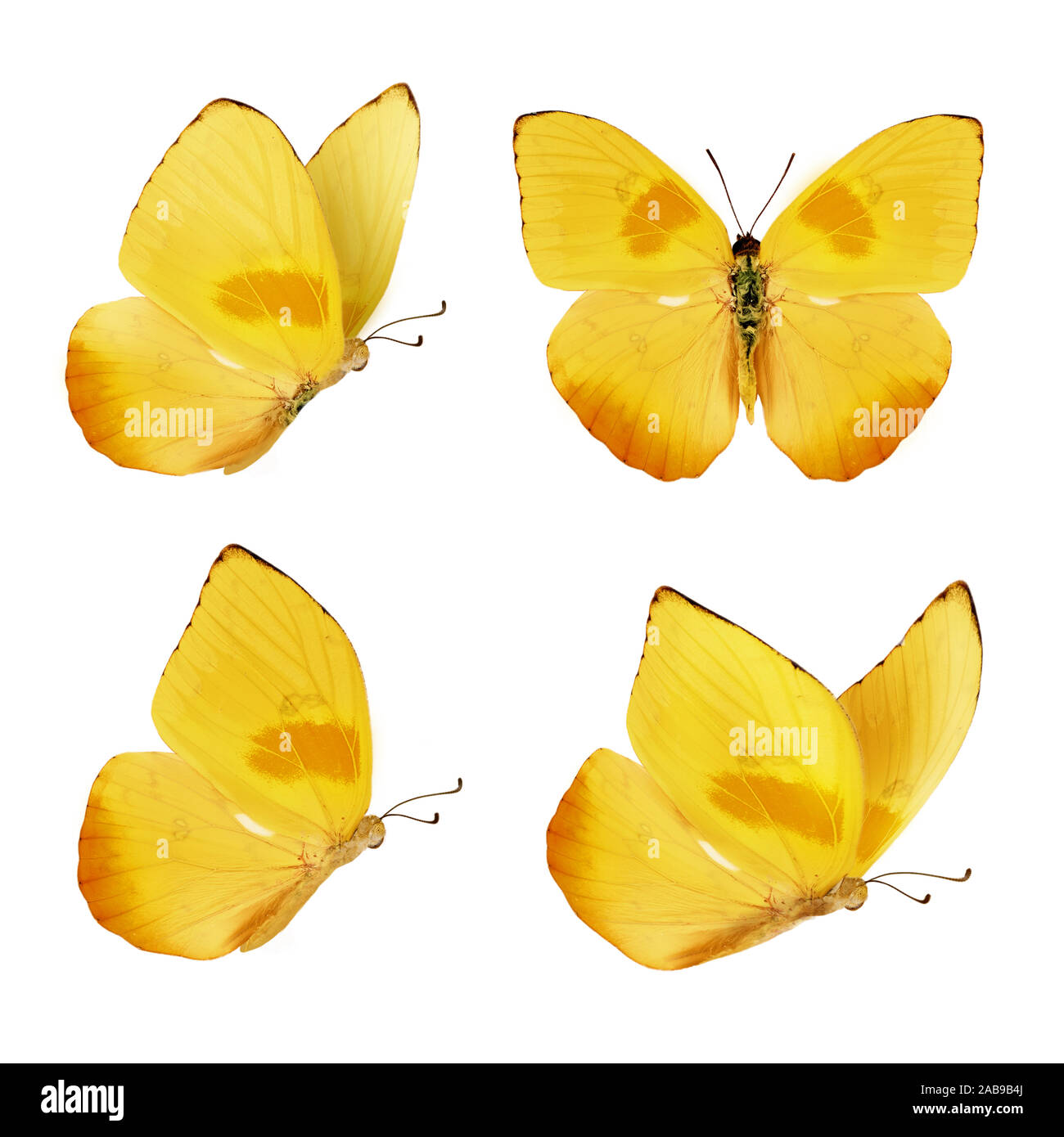 Set of four beautiful yellow butterflies. Phoebis philea butterfly isolated on white background. Butterfly with spread wings and in flight. Stock Photo