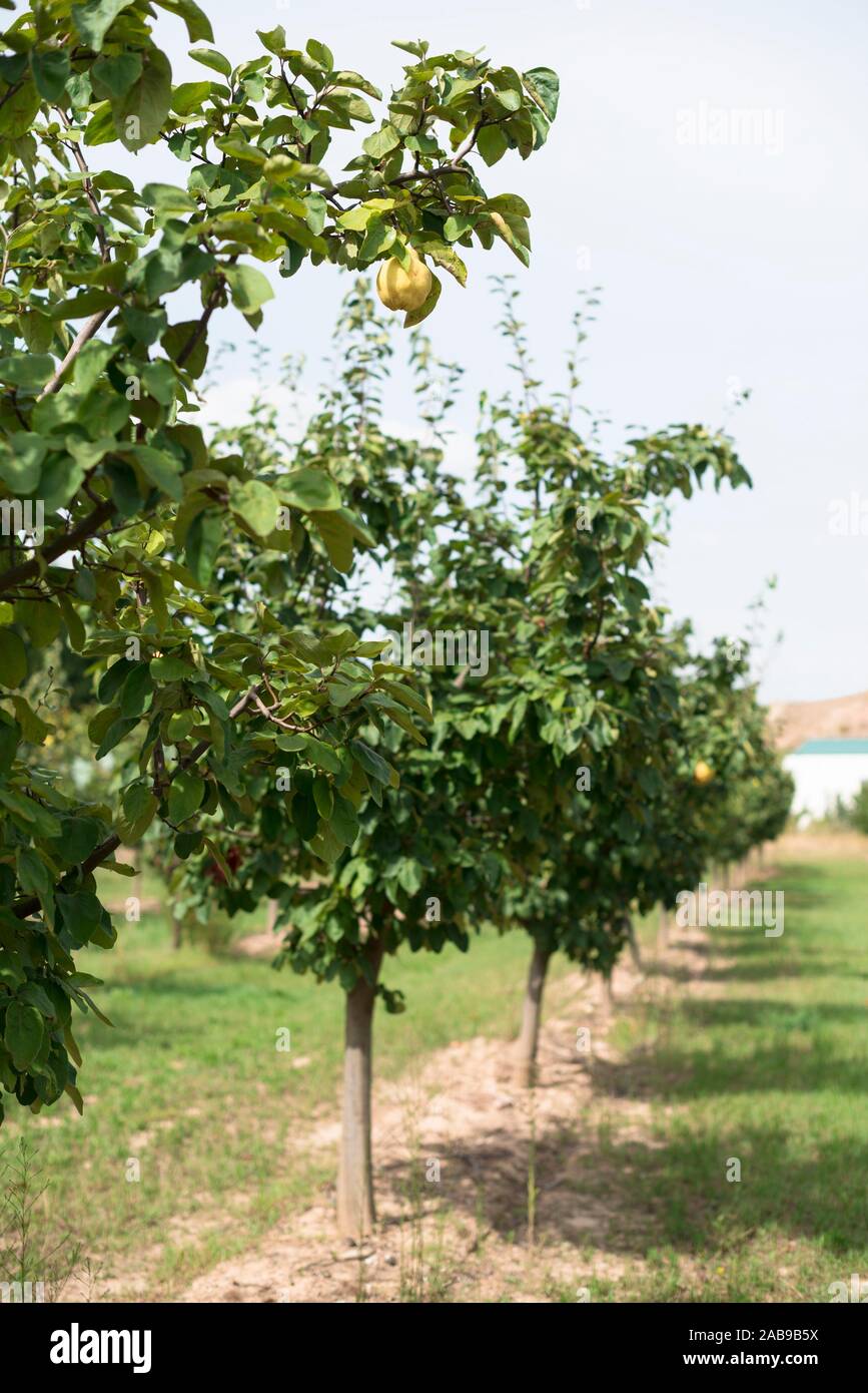 Quince orchard. Quince trees Stock Photo Alamy