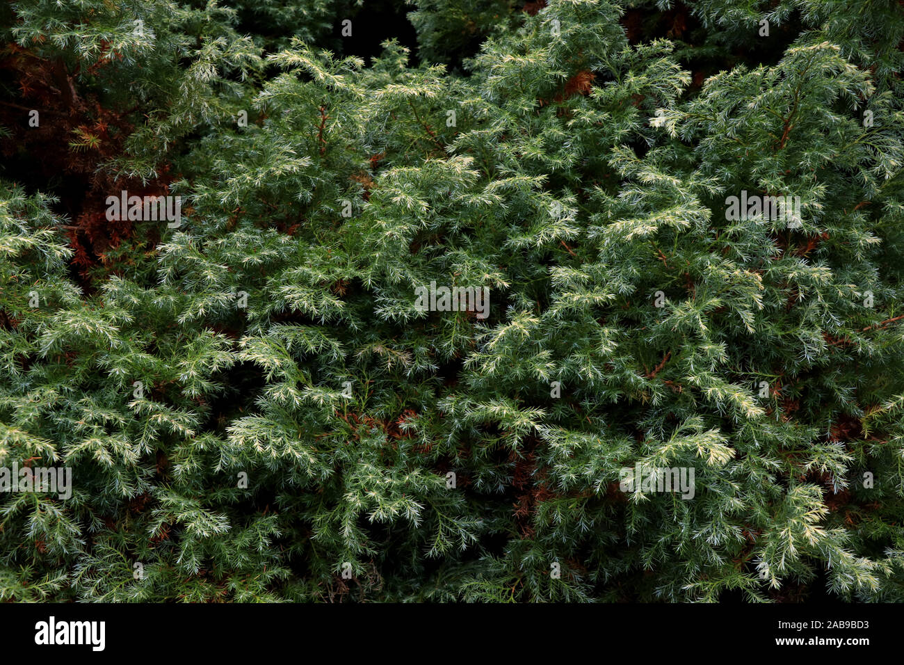 Juniper Evergreen Berries. Up close image of juniper shrub with berries