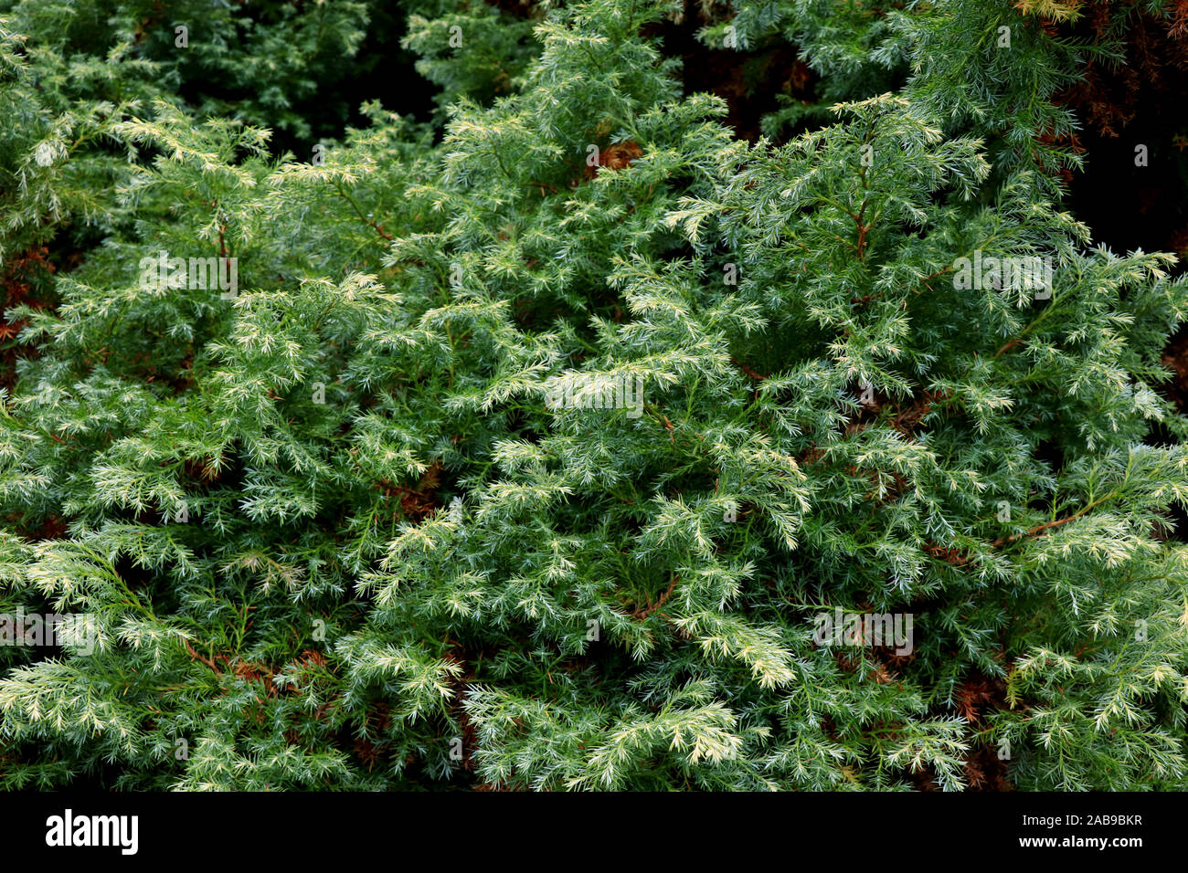 Juniper Evergreen Berries. Up close image of juniper shrub with berries