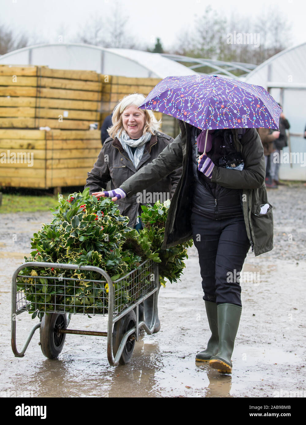 Tenbury Wells, UK. 26th Nov, 2019. In spite of the wet and dreary weather, nothing dampens the spirit of these UK buyers as they flock to the Worcestershire town of Tenbury Wells for the annual Mistletoe and Holly Auction. With UK farmers and growers offering such a staggering selection of freshly-cut, berry-laden lots for this event, buyers travel from far and wide to secure the finest festive foliage for their business' countdown to Christmas. Happy retailers return to their vehicles, trollies overflowing with successful purchases of premium evergreens! Credit: Lee Hudson/Alamy Live News Stock Photo