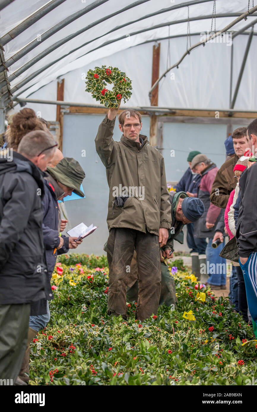 Tenbury Wells, UK. 26th Nov, 2019. In spite of the wet and dreary weather, nothing dampens the spirit of these UK buyers as they flock to the Worcestershire town of Tenbury Wells for the annual Mistletoe and Holly Auction. With UK farmers and growers offering such a staggering selection of freshly-cut, berry-laden lots for this event, buyers flock from far and wide to secure the finest festive foliage for their business' countdown to Christmas. Credit: Lee Hudson/Alamy Live News Stock Photo