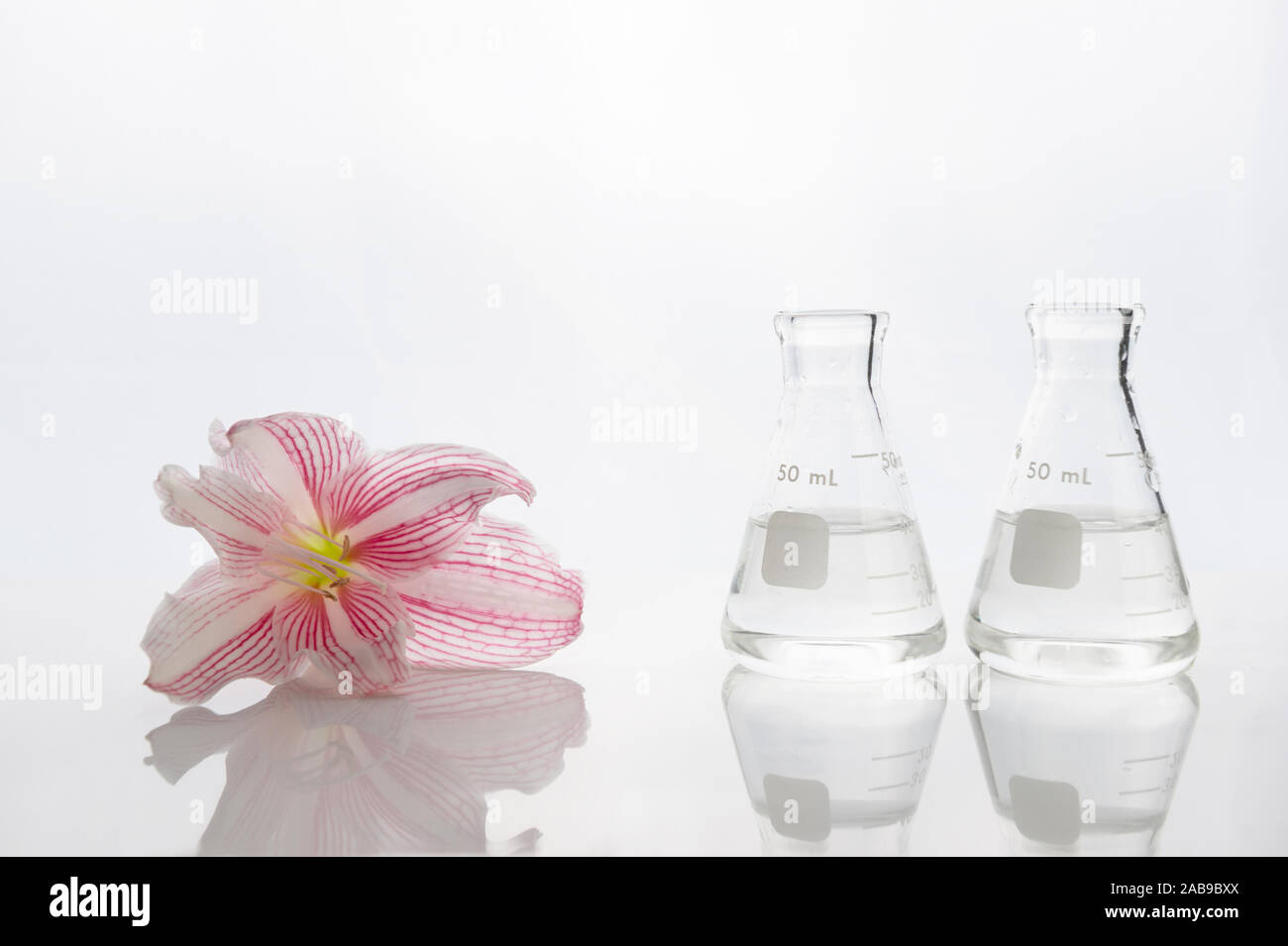 glass two science flask with water with pink lily natural flower in cosmetic white laboratory background Stock Photo