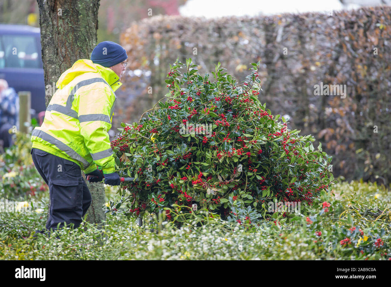 Tenbury Wells, UK. 26th Nov, 2019. In spite of wet and dreary weather, nothing dampens the spirit of these UK buyers as they flock to the Worcestershire town of Tenbury Wells for the annual Mistletoe and Holly Auction. With UK farmers and growers offering such a staggering selection of freshly-cut, berry-laden lots, buyers travel from far & wide to secure the finest festive foliage for their business' countdown to Christmas. Happy retailers return to their vehicles, trollies overflowing with successful purchases of premium evergreens! Credit: Lee Hudson/Alamy Live News Stock Photo