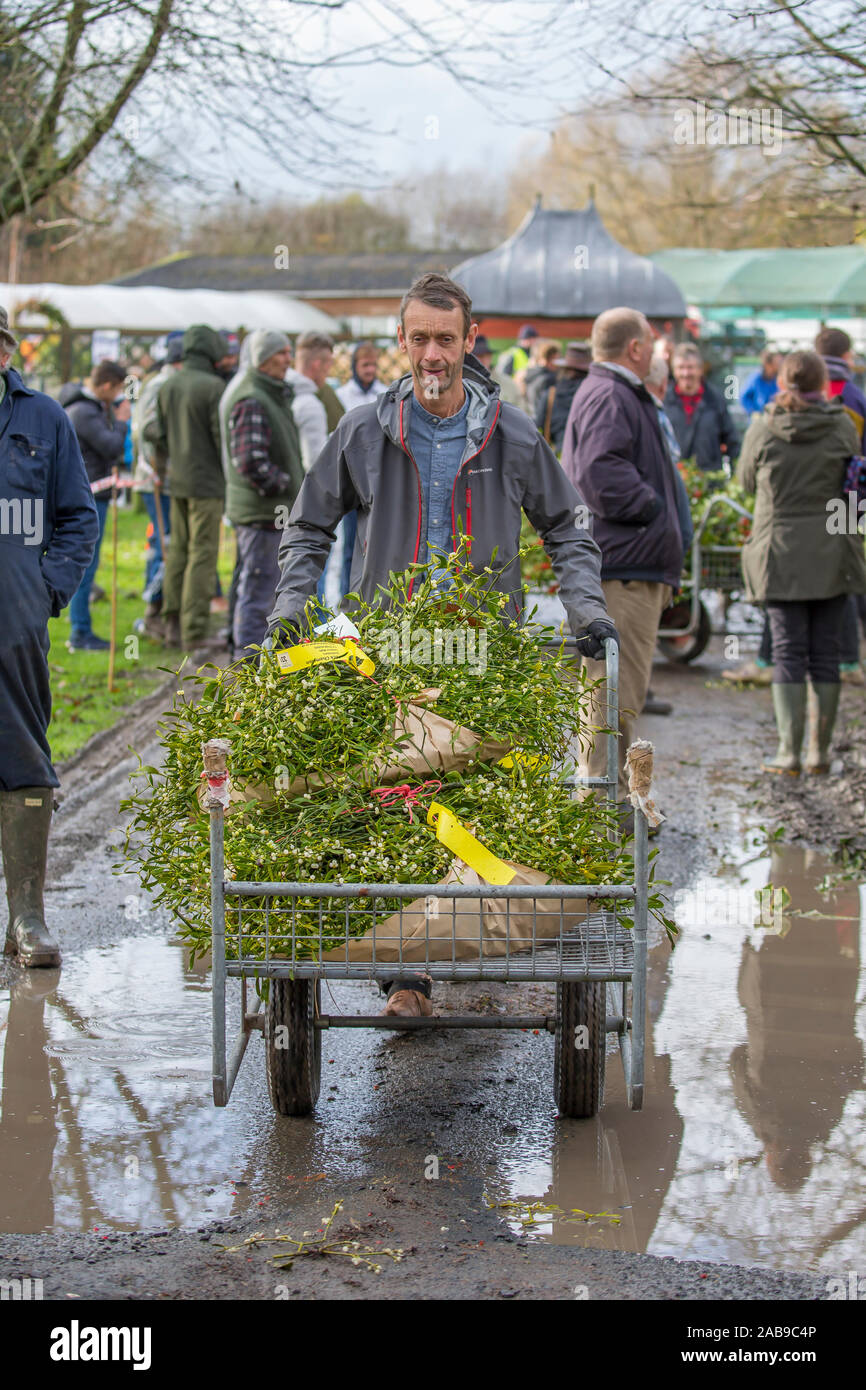 Tenbury Wells, UK. 26th Nov, 2019. n spite of the wet and dreary weather, nothing dampens the spirit of these UK buyers as they flock to the Worcestershire town of Tenbury Wells for the annual Mistletoe and Holly Auction. With UK farmers and growers offering such a staggering selection of freshly-cut, berry-laden lots for this event, buyers travel from far and wide to secure the finest festive foliage for their business' countdown to Christmas. Happy retailers return to their vehicles, trollies overflowing with successful purchases of premium evergreens. Credit: Lee Hudson/Alamy Live News Stock Photo