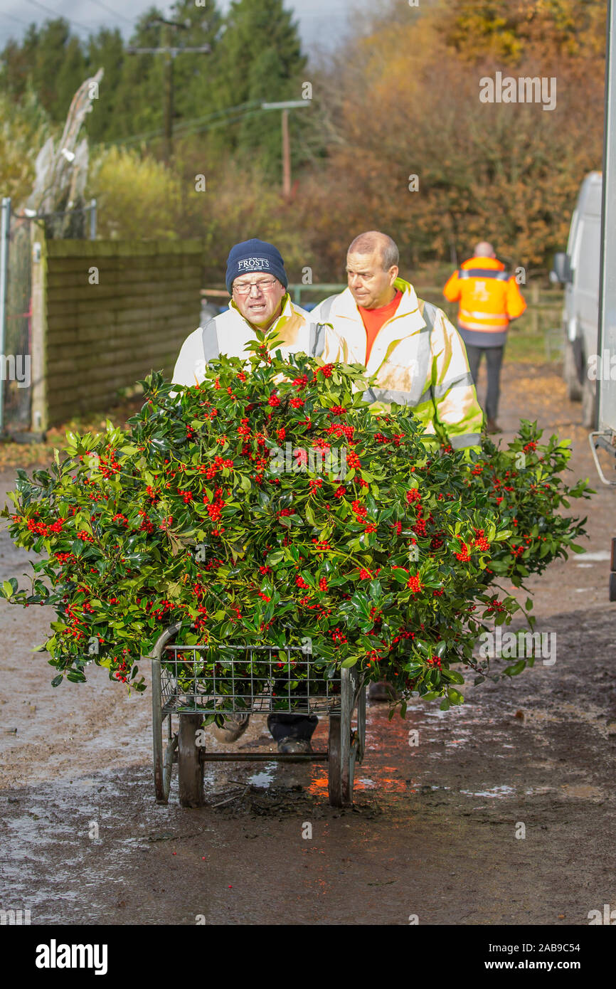 Tenbury Wells, UK. 26th Nov, 2019. In spite of wet and dreary weather, nothing dampens the spirit of these UK buyers as they flock to the Worcestershire town of Tenbury Wells for the annual Mistletoe and Holly Auction. With UK farmers and growers offering such a staggering selection of freshly-cut, berry-laden lots for this event, buyers travel from far and wide to secure the finest festive foliage for their business' countdown to Christmas. Contented retailers return to their vehicles, trollies overflowing with successful purchases of premium evergreen. Credit: Lee Hudson/Alamy Live News Stock Photo