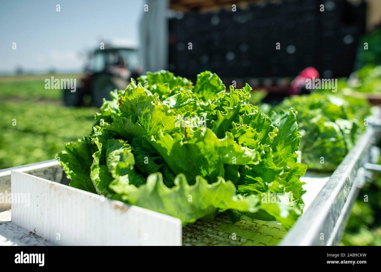 Tractor with production line for harvest lettuce automatically. Lettuce